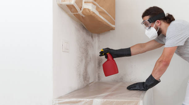 Professional Black Mold Remediation technician working in Laingsburg, MI
