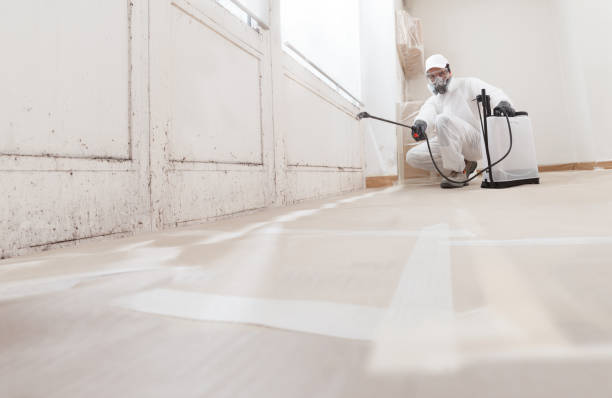 24/7 Emergency Black Mold Remediation experts in Laingsburg, MI