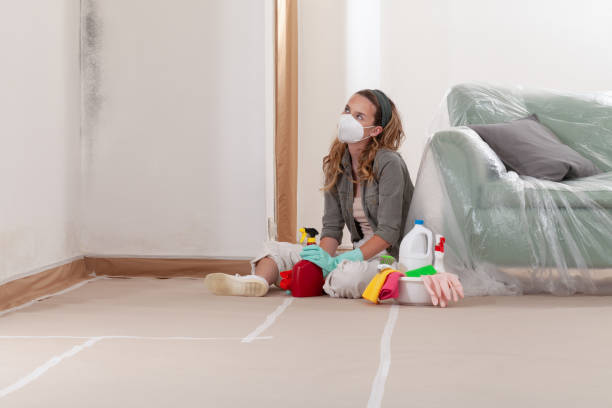 Reliable Black Mold Remediation contractor in Laingsburg, MI by Car Mold Remediation