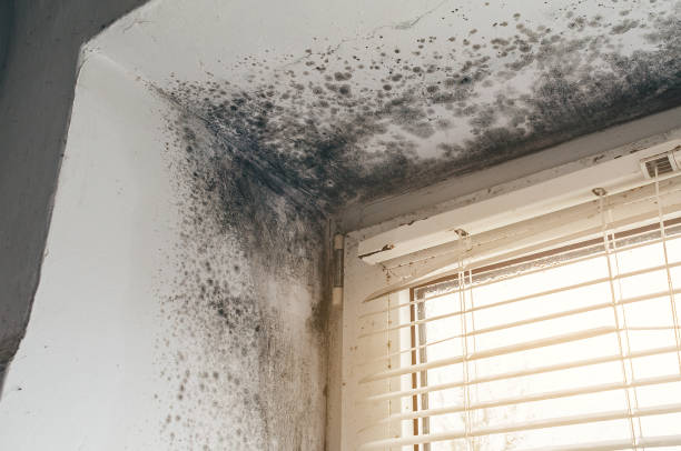 Affordable Black Mold Remediation solutions in Laingsburg, MI